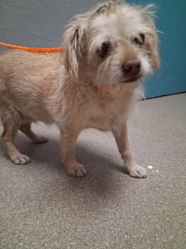 Rescue Terrier Dogs for Adoption in Las Vegas, Nevada - MOLLY | PetCurious