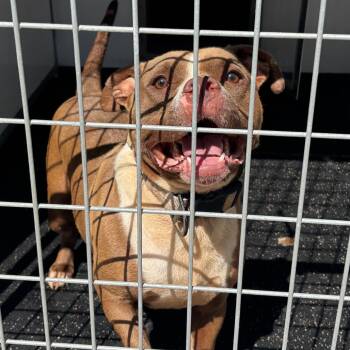 Rescue Pit Bull Terrier Dogs for Adoption in Blairsville, Georgia - Bankston | PetCurious