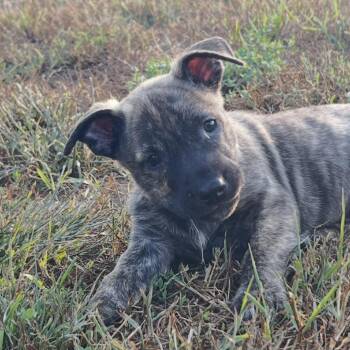 Trouble -  Catahoula Leopard Dog and Mixed Breed Dog for Adoption in Wadena, Minnesota - Trouble | PetCurious