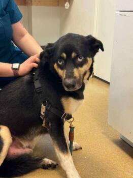 German Shepherd Dog and Siberian Husky Dogs Available for Adoption - Spyro | PetCurious