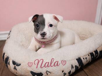 Nala -  Terrier Dog for Adoption in Liverpool, Texas - Nala | PetCurious