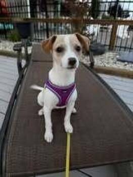 Annie -  Mixed Breed Dog for Adoption in Milton, Delaware - Annie | PetCurious