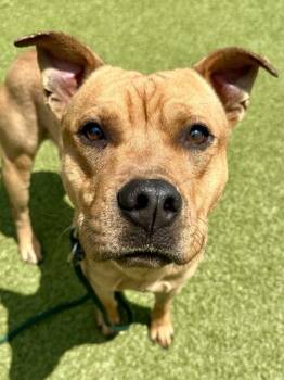 Mixed Breed Dogs Available for Adoption in Wichita, Kansas - Spork | PetCurious