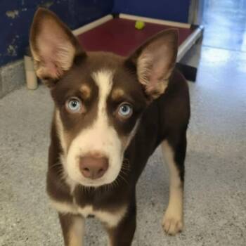 CT Nanook -  Husky and Mixed Breed Dog for Adoption in Stormville, New York - CT Nanook | PetCurious