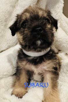 Terrier and Pug Dogs Available for Adoption - Subaru | PetCurious