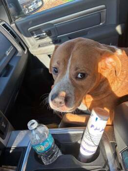 Lucky -  American Bulldog Dog for Adoption in Milton, Florida - Lucky | PetCurious