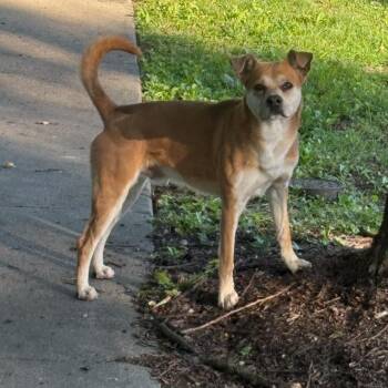 Shiba Inu and Pug Dogs Available for Adoption in East St. Louis, Illinois - Munster | PetCurious