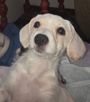 Willow -  Dachshund Dog for Adoption in Lodi, California - Willow | PetCurious