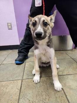 German Shepherd Dog and Mixed Breed Dogs Available for Adoption - 60252995 | PetCurious