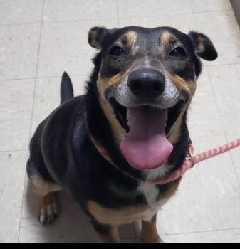 Rescue Mixed Breed Dogs for Adoption in Pembroke, Massachusetts - Lindy | PetCurious