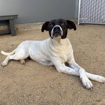 Rescue Boxer and Pit Bull Terrier Dogs for Adoption in Ontario, California - MOON | PetCurious