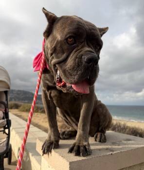 Gladys -  Cane Corso Dog for Adoption in San Rafael, California - Gladys | PetCurious