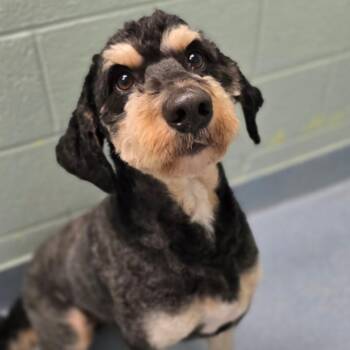 Pepsi -  Poodle and Bernese Mountain Dog Dog for Adoption in East Hanover, New Jersey - Pepsi | PetCurious