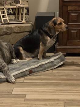 Beagle Dogs Available for Adoption in Tulsa, Oklahoma - Sadie Beagle | PetCurious