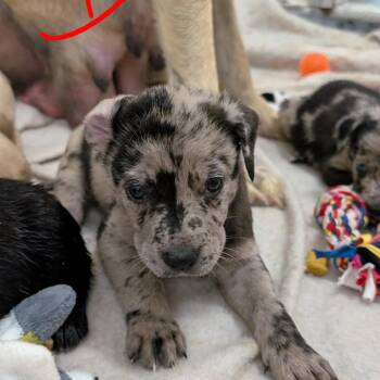 Puppy 1/ El Paso -  Catahoula Leopard Dog and Shepherd Dog for Adoption in Buchanan Dam, Texas - Puppy 1/ El Paso | PetCurious