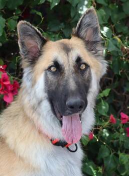 Anakin von Arzfeld -  German Shepherd Dog Dog for Adoption in Los Angeles, California - Anakin Von Arzfeld | PetCurious