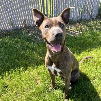 Mixed Breed Dogs Available for Adoption in Spokane, Washington - Brulee | PetCurious