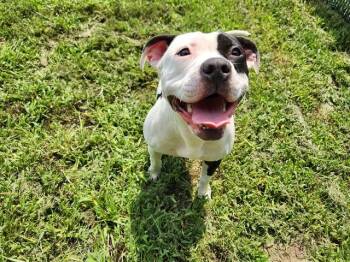 COOKIE -  Pit Bull Terrier Dog for Adoption in Springfield, Massachusetts - COOKIE | PetCurious