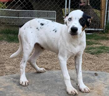 Levi - hound litter of 9 -  Hound Dog for Adoption in Horn Lake, Mississippi - Levi - Hound Litter Of 9 | PetCurious