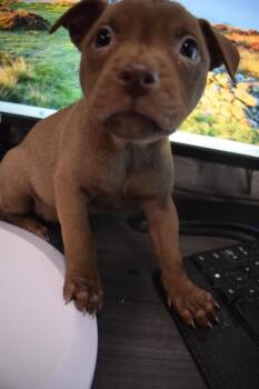 Chocolate (Accord P5) -  American Bulldog Dog for Adoption in Pahrump, Nevada - Chocolate (Accord P5) | PetCurious