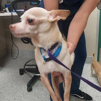 Chihuahua Dogs Available for Adoption in Reno, Nevada - Hercules | PetCurious