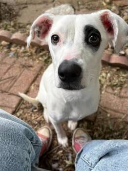 Rescue Cattle Dog and Catahoula Leopard Dog Dogs for Adoption in Mustang, Oklahoma - Reece | PetCurious