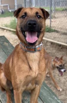Shepherd and Mixed Breed Dogs Available for Adoption in San Antonio, Texas - Funnel Cake | PetCurious