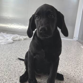Happy -  Black Labrador Retriever Dog for Adoption in Freeport, Florida - Happy | PetCurious