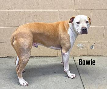 Bowie -  American Bulldog and Staffordshire Bull Terrier Dog for Adoption in Clearfield, Kentucky - Bowie | PetCurious