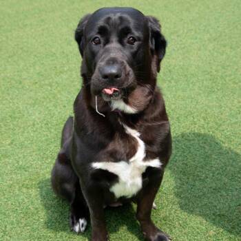 Miss Thang -  Black Labrador Retriever and Mixed Breed Dog for Adoption in Parkersburg, West Virginia - Miss Thang | PetCurious