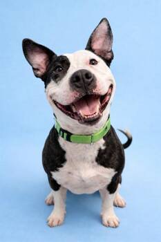 Pit Bull Terrier Dogs Available for Adoption in Westminster, Maryland - CHANCE | PetCurious