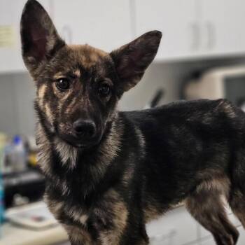 Dutch Shepherd Dogs Available for Adoption in Myrtle Beach, South Carolina - Gabi | PetCurious