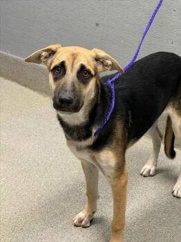 MARGARET -  German Shepherd Dog Dog for Adoption in Las Vegas, Nevada - MARGARET | PetCurious