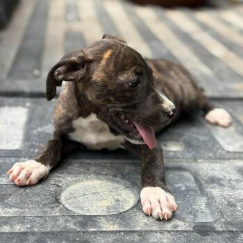 Terrier and American Bully Dogs Available for Adoption in Glocester, Rhode Island - Cocoa | PetCurious