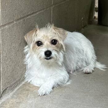 Bella -  Mixed Breed Dog for Adoption in Ojai, California - Bella | PetCurious