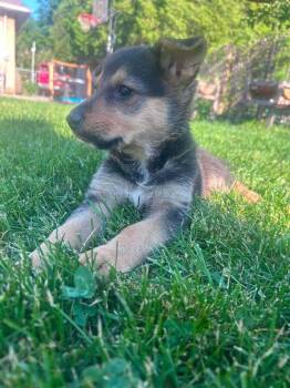German Shepherd Dog Dogs Available for Adoption in Fredonia, Wisconsin - Tiny III | PetCurious