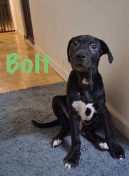 Bolt -  Terrier Dog for Adoption in Walker, Louisiana - Bolt | PetCurious