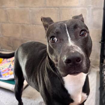 Terrier Dogs Available for Adoption in Clearwater, Florida - Zeke | PetCurious