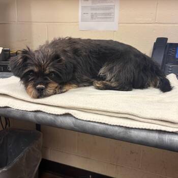 Mixed Breed Dogs Available for Adoption in Memphis, Tennessee - Gwen | PetCurious