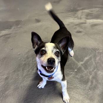 Zippy -  Chihuahua Dog for Adoption in Phoenix, Arizona - Zippy | PetCurious