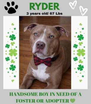 American Staffordshire Terrier Dogs Available for Adoption - RYDER | PetCurious