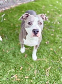 Pit Bull Terrier and Mixed Breed Dogs Available for Adoption in Daytona Beach, Florida - Bug - 1 | PetCurious