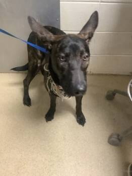 Rescue Shepherd and Mixed Breed Dogs for Adoption in Fort Worth, Texas - 59471083 | PetCurious