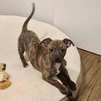 Pit Bull Terrier Dogs Available for Adoption - Darnold - AVAILABLE | PetCurious