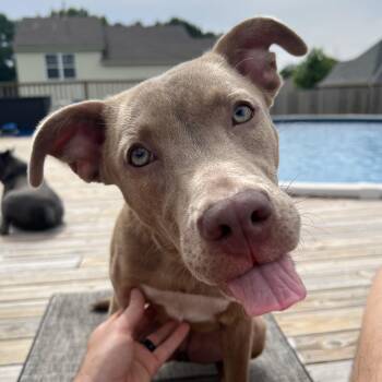 Weimaraner and Bull Terrier Dogs Available for Adoption - Ella | PetCurious