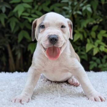 Pit Bull Terrier and Mixed Breed Dogs Available for Adoption in Tyrone, Georgia - Scot-Tea 03-1016 | PetCurious