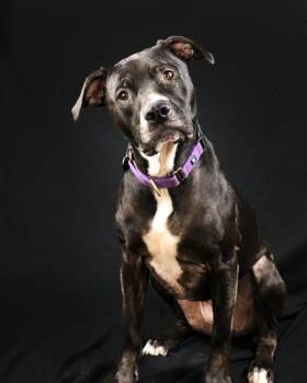 Rescue American Staffordshire Terrier Dogs for Adoption in Farmington, Connecticut - Maisy | PetCurious