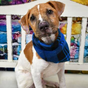 Preston -  Hound and Mixed Breed Dog for Adoption in Beaumont, Texas - Preston | PetCurious
