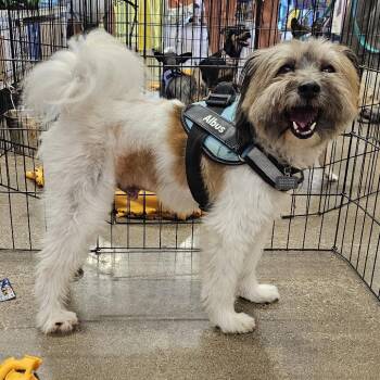 Billy Jack -  Terrier Dog for Adoption in Apple Valley, California - Billy Jack | PetCurious