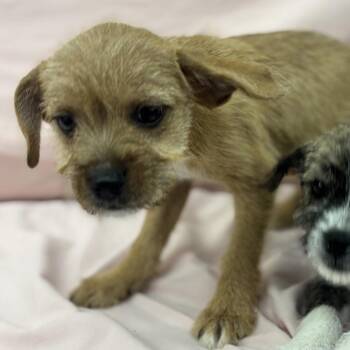 BUNNY -  Terrier and Mixed Breed Dog for Adoption in Richmond, California - BUNNY | PetCurious